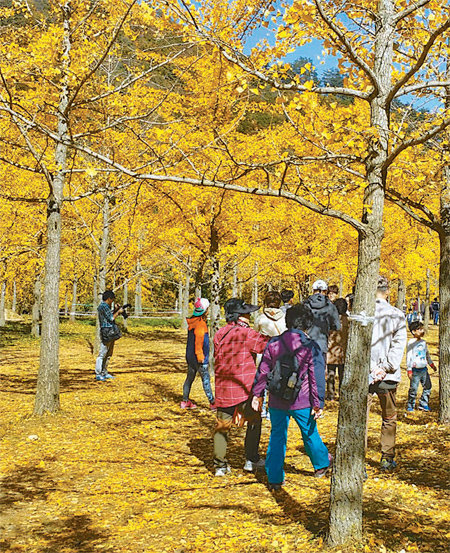 도시민들이 10월에만 개방되는 강원 홍천군 내면의 은행나무숲을 찾아 산책을 즐기고 있다. 박인호 씨 제공