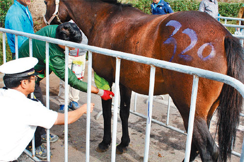 목장을 빠져나와 도로로 나온 말들로 인한 교통사고를 예방하기 위해 경찰이 말 앞 다리에 야광 페인트를 칠하고 있다. 제주서부경찰서 제공
