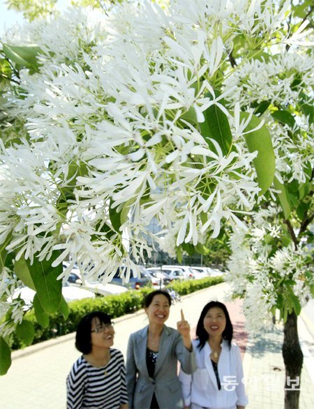 5∼6월에 피는 꽃의 모양과 색이 쌀과 비슷한 이팝나무는 최근 가장 각광받는 가로수다. 2006년 이전만 해도 서울 길가에서 볼 수 없던 이 나무는 현재 1만1000여 그루가 거리에 심어져 있다. 동아일보DB