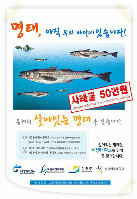 지난해 2월 해양수산부가 국산 명태 확보를 위해 배포한 포스터. 살아 있는 명태에 ‘사례금’ 50만 원을 걸어 화제가 됐다. 해양수산부 제공