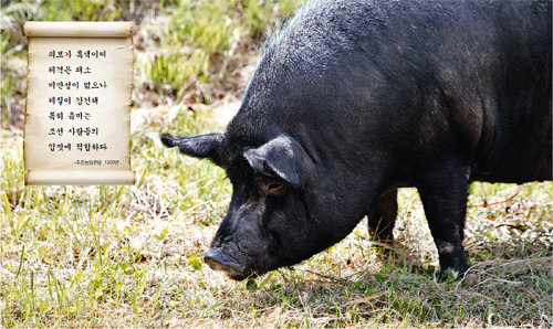 국립축산과학원은 1998년 한국 토종 돼지를 수집해 복원을 시작했고 2008년 복원한 돼지를 ‘축진참돈’이라는 품종으로 등록했다. 흑돼지이며 코가 길고 귀가 앞으로 젖혀진 것이 특징이다. 국립축산과학원 제공