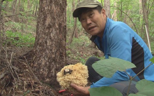 ‘꽃송이버섯’을 채취하는 김형훈 씨.