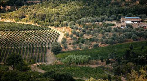 스텔라 디 캄팔토 씨가 운영하고 있는 이탈리아 몬탈치노의 산 쥬세페 포도밭 전경. 이곳에서 재배되는 포도는 산지오베제 품종으로 몬탈치노에서는 ‘브루넬로’라고도 부른다. 브루넬로 디 몬탈치노는 ‘몬탈치노(마을이름)의 브루넬로(포도품종)’란 뜻이다. 아영FBC 제공