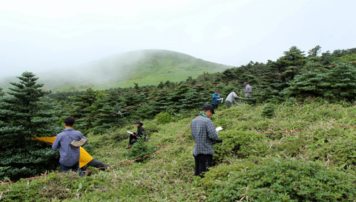 산림청 직원들이 국내 토종 야생화의 생태환경을 점검하고 있다. 산림청 제공