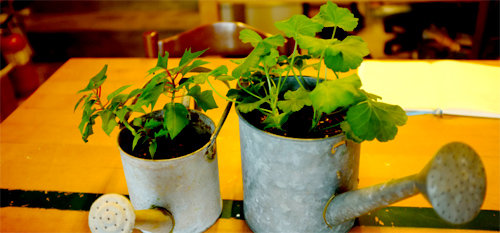 포인세티아(왼쪽)와 제라늄처럼 실내에서 생존이 가능한 식물은 꺾꽂이를 통한 증식이 쉽다. 오경아 씨 제공
