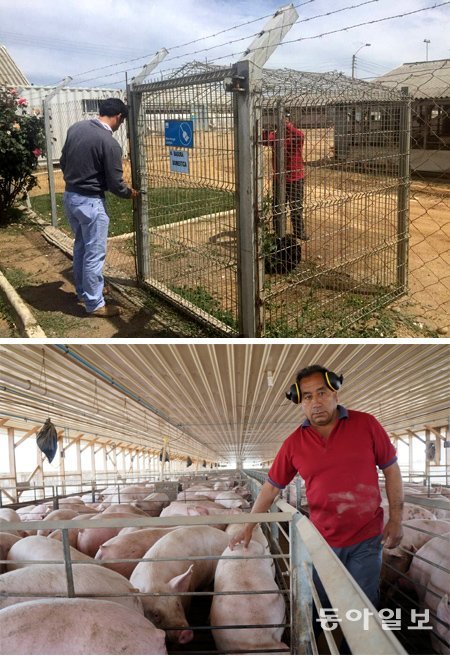 지난달 16일 칠레 라에스트레야 지역에 있는 아그로수퍼의 한 농장. 아그로수퍼는 농장을 외부로부터 철저하게 차단해 ‘28년 동안 가축 질병 제로’라는 기록을 세웠다. 농장 내부에 있는 직원(사진 왼쪽)이 철장 안에 둔 짐을 밖에 있던 다른 직원이 찾아가고 있다. 이 역시 외부 사람과의 접촉을 철저하게 피하기 위해서다. 라에스트레야(칠레)=김성모 기자 mo@donga.com