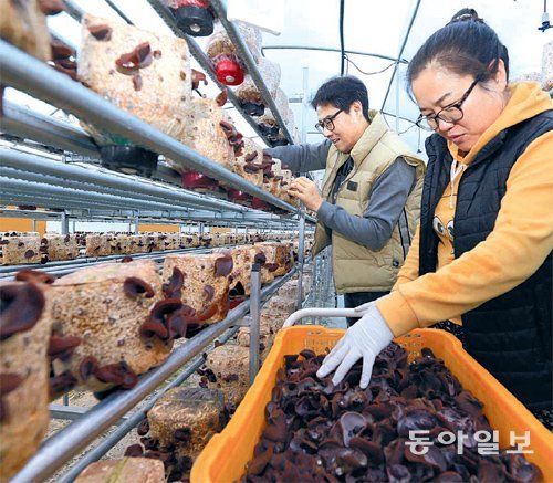 전남 강진군 군동면으로 귀농한 박재일 씨 부부가 버섯 재배사에서 목이버섯을 수확하고 있다. 박 씨 부부는 생산자와 소비자를 연결해주는 강진군 초록믿음직거래지원센터 덕분에 고객이 크게 늘었다. 박영철 기자 skyblue@donga.com