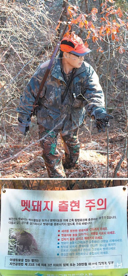 멧돼지 배설물 찾아 이동경로 추적



19일 오후 서울 은평구 북한산 일대에서 멧돼지 포획에 나선 ‘서울시 멧돼지 출현 방지단’ 소속 한상돈 씨가 멧돼지 배설물을 들어 보였다(위쪽). 최근 멧돼지 출현이 크게 늘어난 북한산 자락 곳곳에는 멧돼지를 만났을 때 대응 요령을 알리는 안내문이 붙어 있다. 김도형 기자 dodo@donga.com