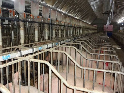 하이포크 봉동농장 돈사에 있는 돼지들의 모습.