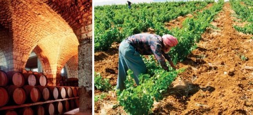 샤토 무사르의 와인 셀러(왼쪽)와 포도밭. 사진 제공 · 샤토 무사르 웹사이트