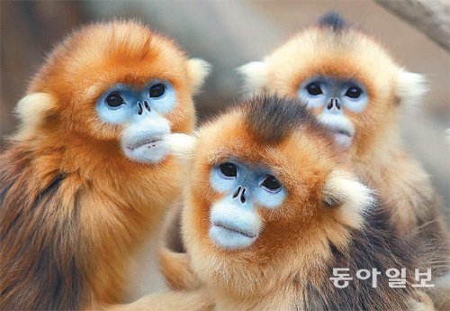 2016년은 병신년 원숭이의 해. 올해는 특히 붉은 원숭이의 해라고 한다. 경기 용인 에버랜드에 중국에서 온 황금원숭이 가족들이 모여 있다. 황금원숭이는 ‘서유기’에서 주인공인 손오공으로 등장한 원숭이다. 올 한해 원숭이 가족처럼 우리 사회도 사랑과 행복이 넘치길 기대한다. 김재명 기자 base@donga.com