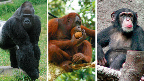 고릴라, 오랑우탄, 침팬지의 모습(왼쪽 사진부터). 이 동물들은 사람과 함께 ‘대형 유인원’으로 분류된다. 유인원은 원숭이와 달리 꼬리가 없는 것이 특징이다. 위키피디아 홈페이지 캡처