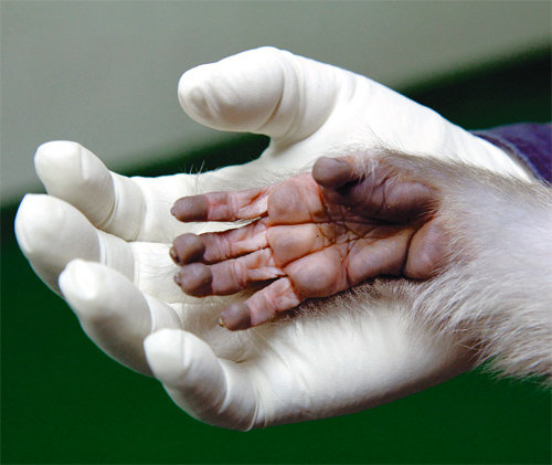 사람과 붉은털원숭이의 손을 비교한 사진. 엄지와 다른 손가락 끝을 맞댈 수 있는 것은 사람과 원숭이를 포함하는 영장류에서만 볼 수 있는 특징이다. 국가영장류센터 제공