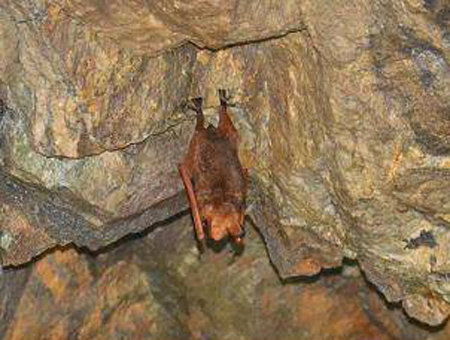 최근 월악산에서 새 서식지가 발견된 멸종위기 야생생물 1급 붉은박쥐(일명 ‘황금박쥐’).

국립공원관리공단 제공