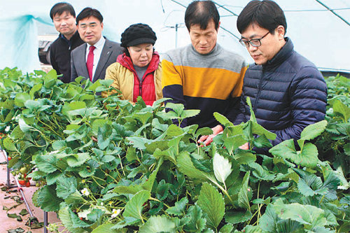 17일 전남 담양군 창평면 딸기 농장에서 김정현 롯데백화점 광주점장(오른쪽)이 백화점에 납품되는 딸기를 살펴보고 있다. 롯데백화점 광주점 제공