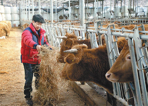 21일 경기 화성시의 한우 농장에서 농민 문종헌 씨가 소에게 여물을 주고 있다. 문 씨는 “한우 값이 오르면 수입육을 찾는 이들이 늘어 걱정”이라고 말했다. 이마트 제공