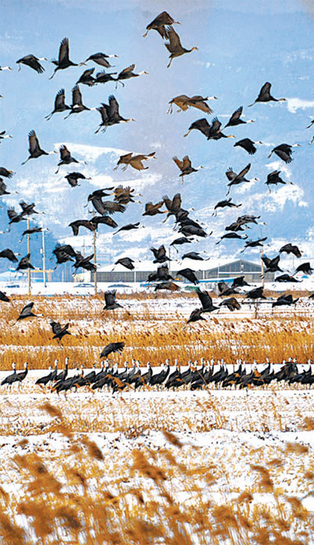 26일 순천만에서 월동 중인 두루미류 3종 1432마리가 관찰돼 역대 최대치를 기록했다. 순천시 제공