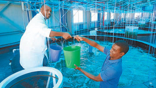 알제리 사하라 사막에 국내 기술로 세워진 새우양식센터의 현지 직원들이 시범 생산한 새우를 건져 올리고 있다. 해양수산부 제공