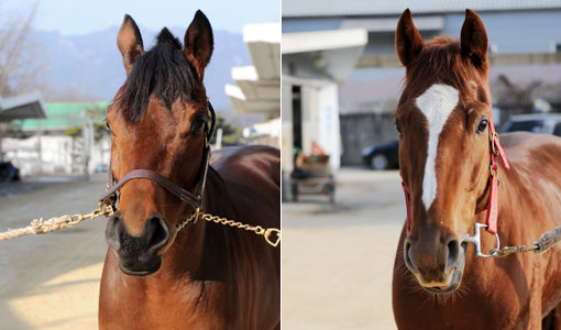 선봉-야호스카이캣(오른쪽)