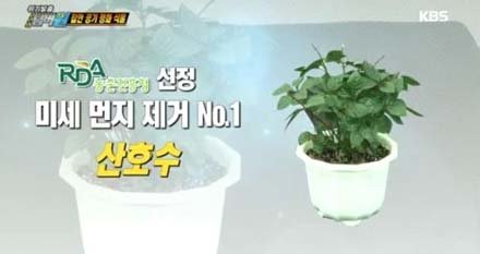 공기정화식물.사진= KBS2‘위기탈출 넘버원‘