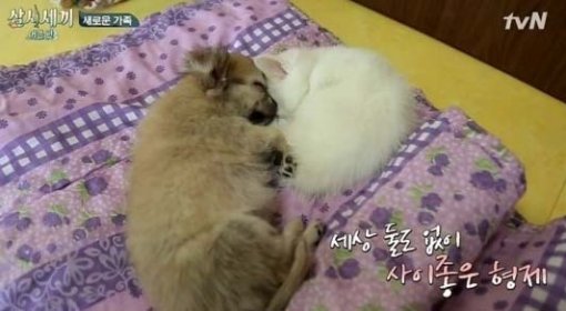 사진=tvN ‘삼시세끼‘