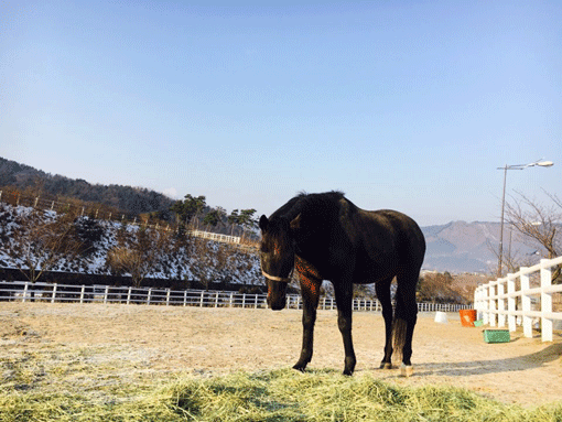 한국마사회 렛츠런팜 장수에서 17년간 시정마로 활동한 ‘판우드세시’.