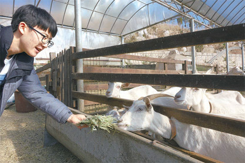 전남 임실 두 마리 목장 - 두 마리목장에서는 산양의 우유를 사용하여, 50년 전통의 치즈를 만들고 먹는 체험이 가능하다. 농림축산식품부 제공