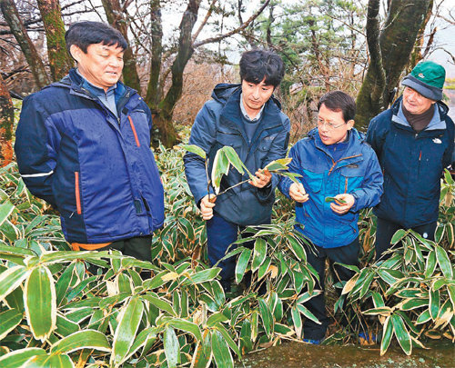 한라산을 뒤덮고 있는 제주조릿대에 대한 해결 방안을 찾기 위해 제주도 관계자, 전문가 등이 참여한 가운데 13일 한라산 어리목광장 일대에서 현장 설명회와 토론회가 열렸다. 한라산국립공원 제공