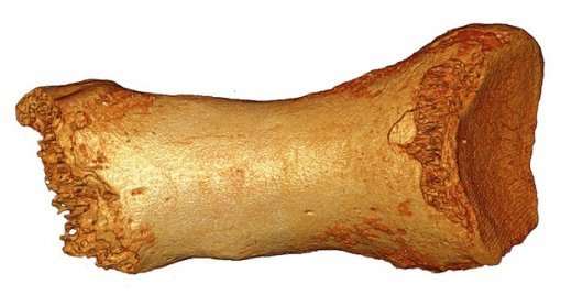 네안데르탈인 여성의 엄지발가락 뼈 사진
