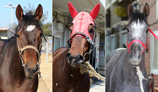 빛의정상-최강실러-원더볼트(맨 왼쪽부터)