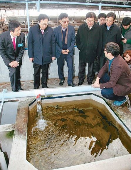 16일 FAO 세계수산대학 설립 입지 선정을 위한 현장심사가 부산 남구 부경대에서 진행된 가운데 심사위원들이 서병수 부산시장,김영섭 부경대 총장 등 관계자들과 함께 교내 철갑상어 양어장 시설을 둘러보고 있다.