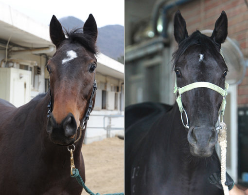 메니머니-피노누아(오른쪽)