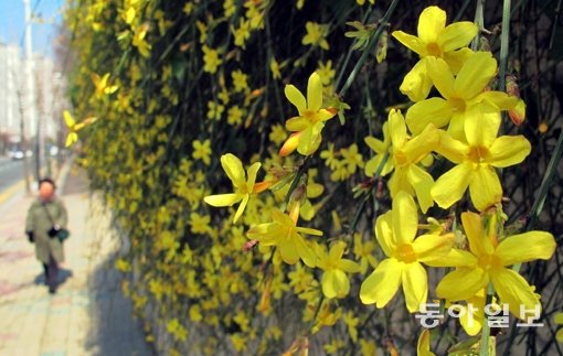 개나리 개화 시기. 사진= 동아일보DB