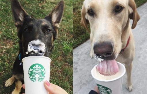 사진 출처= 인스타그램 flynn_gsd, tailsofgatorandpaco