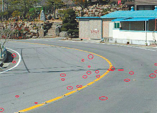 전남 광양시 진상면 비촌마을 앞 도로에서 로드킬을 당한 두꺼비(붉은 원) 모습. 광양만녹색연합 제공