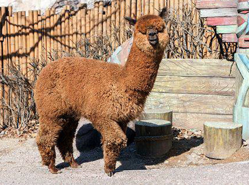 서울어린이대공원 제공