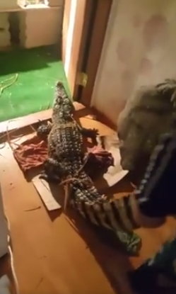 샴악어 무단사육 동영상 올린 20대 집에서 굶주린 샴악어 발견 (사진=해당남성SNS페이지캡처)