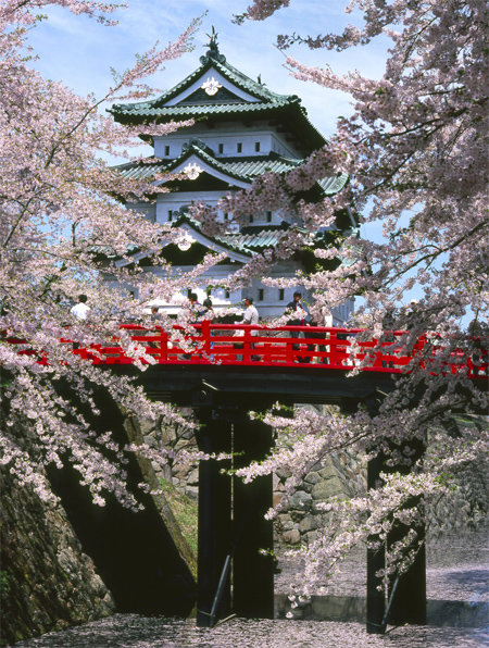 지고도 아름다운 꽃은 동백과 벚꽃뿐. 4월 하순 성 안팎을 에두른 2600그루 벚나무에선 가지마다 꽃망울이 터지고 그 아래 해자의 수면은 성급하게 떨어진 꽃잎으로 새하얗게 뒤덮인다. 해자를 가로지른 게로바시 뒤로 히로사키 성이 보인다. ‘골든트리오’ 중 하나. 일본국제관광진흥기구 제공