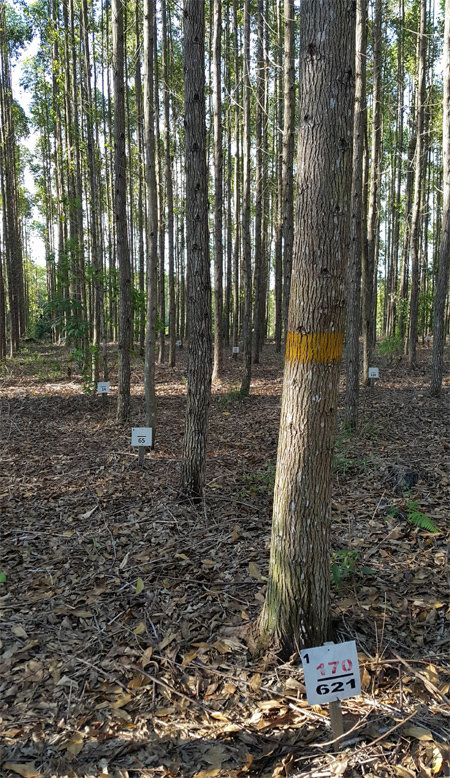 인도네시아 보르네오 섬 중부지역에 있는 한국계 기업 코린도의 조림사업지. 서울시 면적의 1.5배보다 넓은 규모로 속성된 나무를 이용해 현지에서 목재를 생산하고 있다.
