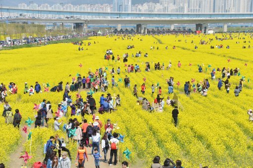 부산시민들이 낙동강 하구 대저생태공원의 유채꽃단지를 찾아 봄을 만끽하고 있다. 해마다 이맘때면 이곳에서 유채꽃축제가 펼쳐진다. 낙동강관리본부 제공