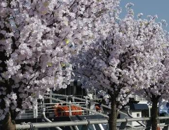 사진=벚꽃/동아DB