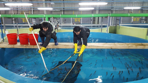 서울로 가는 명태 29일 오후 강원 고성군에 위치한 강원도 해양심층수수산자원센터에서 직원들이 서울 코엑스 아쿠아리움에 보낼 명태를 건지고 있다. 명태는 이곳에서 13개월 동안 자란 중간어급이다. 강원도 해양심층수수산자원센터 제공
