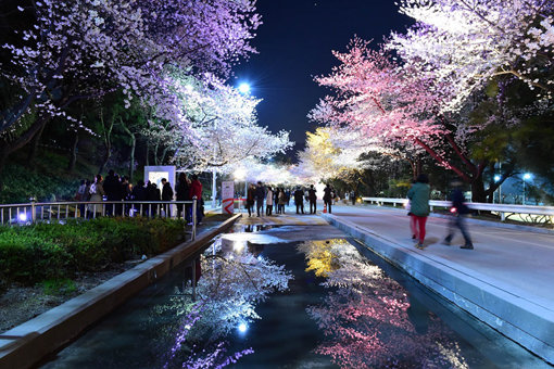 렛츠런파크 서울 벚꽃축제가 오는 9일부터 경기도 과천시 렛츠런파크 서울 일대에서 9일간 열린다. 특히 야간 경관조명을 활용한 야간축제가 눈길을 끌 것으로 보인다. 사진은 지난해 렛츠런파크 서울 벚꽃축제. 사진제공｜한국마사회