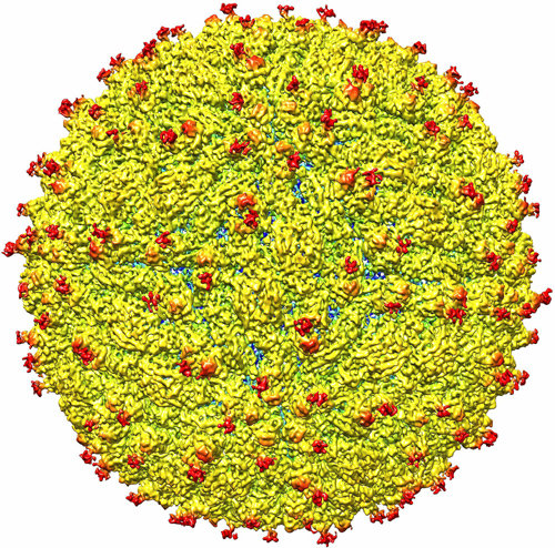 극저온전자현미경을 이용해 원자 수준에서 관찰한 지카 바이러스. 지카 바이러스의 세부 구조가 확인된 건 이번이 처음이다. 사이언스 제공