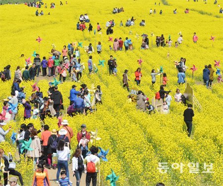 지난해 부산 대저생태공원에서 열린 유채꽃 축제를 찾은 시민들. 동아일보DB