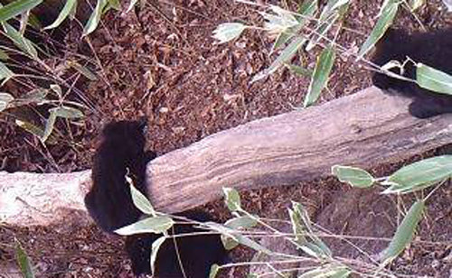 3월 25일 지리산국립공원에 설치된 무인센서 카메라에 새끼 반달가슴곰 세 마리가 포착됐다. 국립공원관리공단 제공