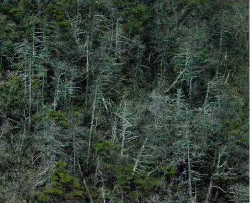 지리산 돼지령에서 발견된 구상나무 집단고사 현상