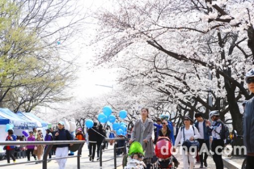 여의도 벚꽂축제 (출처=동아닷컴)