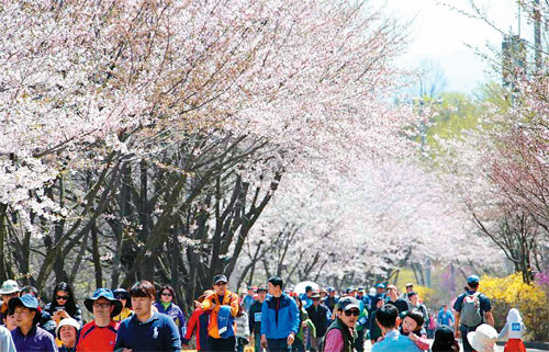 지난해 열린 ‘원미산 진달래 축제’의 모습. 올해는 9, 10일 진행되며 부천시립합창단 봄맞이합창 등 다양한 행사가 열린다. 부천시 제공