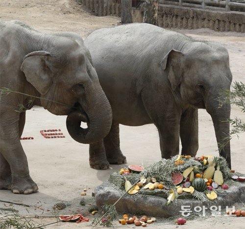 6일 서울대공원이 발표한 ‘많이 먹는 먹방스타 베스트 10’에서 아시아 코끼리가 1위에 올랐다. 과천=홍진환 기자 jean@donga.com